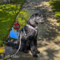 bud powell-stop-3 bud powell-stop-3